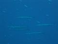 IMG_4348 r1